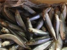Sardines fish sardine canned fish sardine for canning