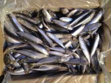 WR sardine whole sardine 20/30pcs export to thailand canning mill