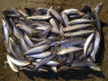 China sardine  whole   round  sardine from China sardine factory