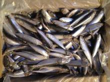 Whole frozen sardines whole sardine fish sardinella longipces on sale