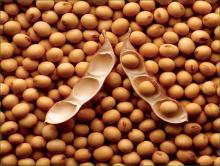Dried  Soya   Bean s