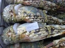  Fresh   Lobster s/Seafood/Rock  Lobster s
