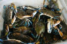 Live , Fresh , Frozen Lobsters , Crayfish and Crab of very high grade