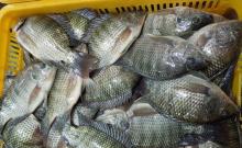 Black/ Red  Tilapia, Golden pompano,  Vannamei   Shrimp , Baby Octopus , Squid,Green mussel, $400-1200 mt