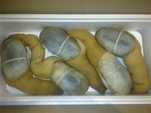 live geoduck clam, live red spine lobster $15 per kg