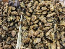  Dried   oyster 