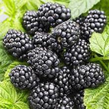 Frozen blackberry