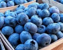 Frozen blueberry