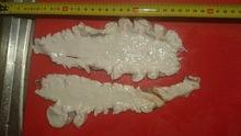 Fresh COD fish maw.