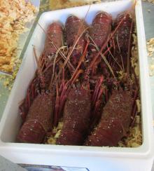Live Spiny rock lobster, (Panulirus Cygnus)