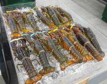 Live , Fresh , Frozen Lobsters , Crayfish and Crab of very high grade