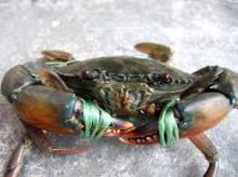 Live Mud Crabs , Red King Crabs , Soft Shell Crabs , Blue Crab and Blue Swimming Crab