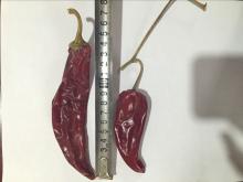  yidu   chili 