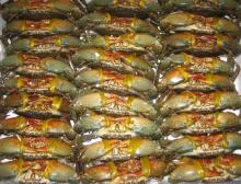 Frozen Crabs For Sale