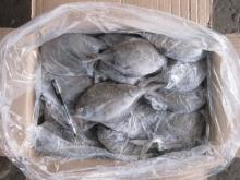 Black Pomfret whole round hot sale