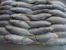 King  fish  ( steak  spanish mackerel)