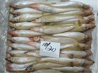  Lizard   FIsh  Whole (sea frozen)