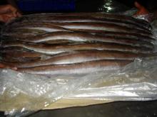  Frozen   Conger   Eel  Fish Whole Round
