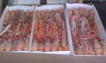 Scampi | Norway Lobster | Langoustine | Dublin Bay Prawn