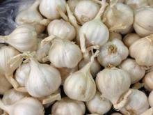 High Quality Fresh Vegetables Garlic