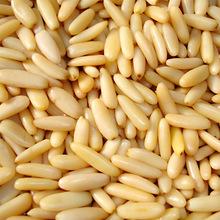High Quality Pine Nut for sale