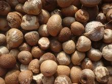 BETEL NUT WITH BEST PRICE AND GOOD QUALITY