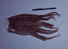  GIANT   SQUID   TENTACLES 