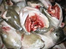 Atlantic Salmon Backbones and heads, COD