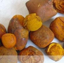 Cattle Ox ..Gallstone