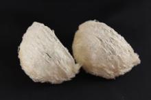 Edible Swifllet Bird Nest , Golden Swiftlet Bird Nest