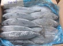 High quality new catch 2000g+ bonito