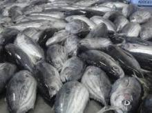 Frozen Tuna SkipJack Frozen Bonito Fish