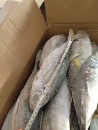 Frzoen Horse Mackerel 20cm+