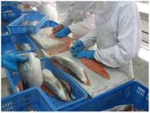 Frozen Wild Pink/Chum Salmon Fish Fillets/Portion