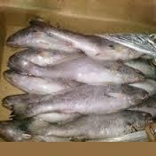  Frozen   sea   bass  whole round