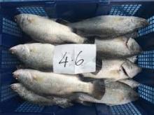 FROZEN SEA BASS FISH /JAPANESE BASS/SEA BASS FILLET
