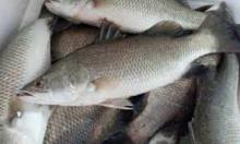 We are mainly engaged in an international trader of frozen  beef ,  pork , poultry, and seafood products