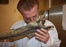 Norwegian Stockfish: 60/80cm Dried Cod