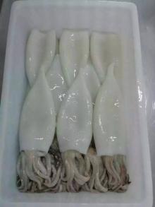 squid t+t best price