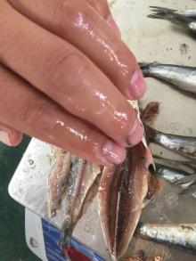  frozen   anchovy  good price