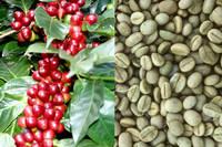 Brazilian Arabica Green Coffee Beans