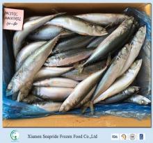 Sea Frozen Mackerel Price scomber Japonicus for sale