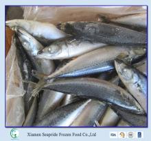 Fresh Catching Mackerel Fish Frozen Pacific Mackerel