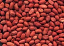 Round Type Red skin Peanut Kernel