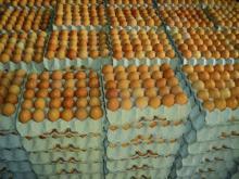 Farm  Fresh   poultry  white shell chicken table eggs