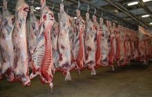 frozen boneless buffalo beef for sale