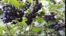 Super Healthy Food - Processed Aronia(black berry)Product