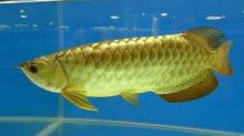 100% High Quality Blue Base Arowana Fish / Red Dragon Arowana Fish / Super Red Arowana Fish..