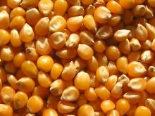 MAIZE/CORN