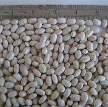 Wholesale ,Dry Beans Light Speckled Kidney Beans